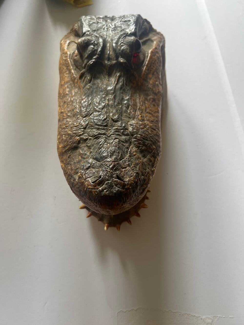 preserved, taxidermy American alligator head, 10”